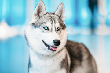 Close Up Head Young Husky Eskimo Dog With Multicolored Eyes