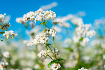 flowering buckwheat field