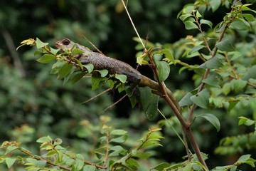 Reptiles  of Tambaram