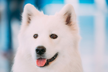 Happy White Samoyed Bjelkier Dog