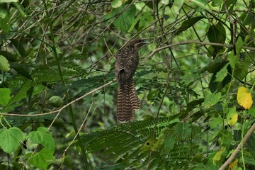 Birds of Tambaram