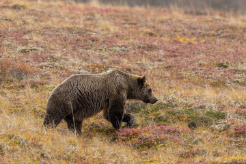 Grizzly Bear in Denali National Park Alaska in Autumn