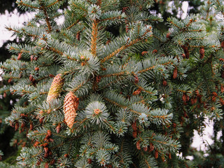 Spruce branches with cones closeup, christmas tree background