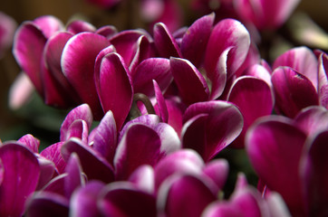 Primo piano di piccoli petali viola.