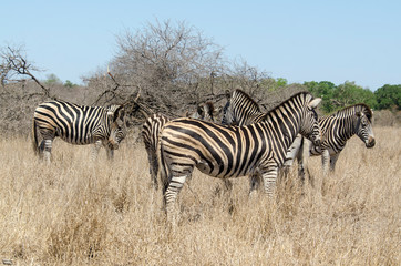 Obraz premium Zèbre de Burchell, Equus quagga, Parc national Kruger, Afrique du Sud