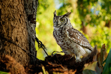 Spotted Eagle-Owl - Bubo africanus also called African spotted eagle-owl, and African eagle-owl, is a medium-sized species of owl, one of the smallest of the eagle owls