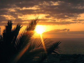 Obraz premium Silhouette of palm tree leaves on sunset on an ocean coast with clouds background with selective focus