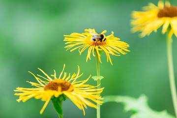 shaggy bumblebee on yellow flowers collects pollen