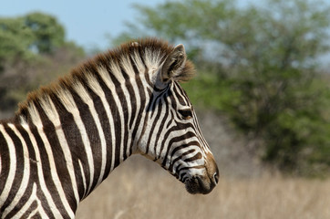 Fototapeta premium Zèbre de Burchell, Equus quagga, Parc national Kruger, Afrique du Sud