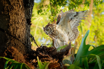Spotted Eagle-Owl - Bubo africanus also called African spotted eagle-owl, and African eagle-owl, is a medium-sized species of owl, one of the smallest of the eagle owls