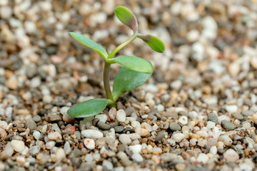 young sprout makes its way through rocky ground