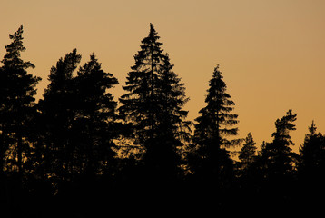 Outlines of trees in a forest at sunset. Evening scene in Sweden.