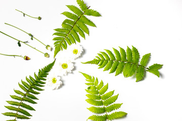fern leaves and white flowers in season on a white background