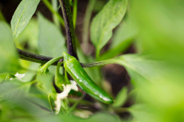 Jalepeno Plant