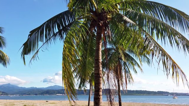 Palms at the Beach Boardwalk on a Sunny Day Located in Subic Bay, Zambales North Luzon in the Philippines Steady Camera