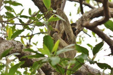 Three-toed sloth at Bocas del Toro