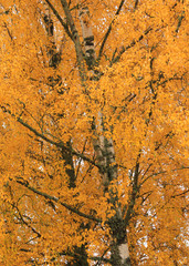 Golden leaves of a birch tree in October.