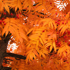 Decorative bright colored leaves of a staghorn sumac tree.