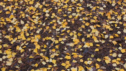 Golden birch leaves fallen to the ground.
