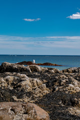 A Rocky Beach in Coastal Maine