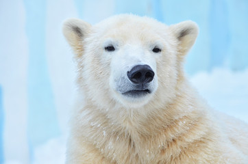 Fototapeta na wymiar polar bear on white background