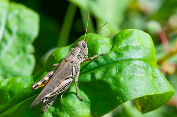 Grasshopper on leaf