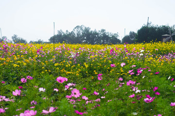 landscape Pink and yellow flower fields
