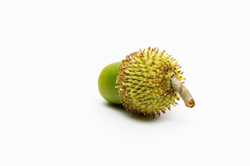 Close up shot of green Single acorn on a white background.