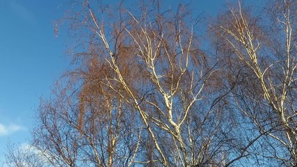 birch swaying in the wind on a clear frosty day  as if saying goodbye to summer