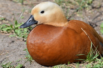 duck on the grass
