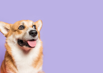 Portrait of a funny Corgi dog. Dog sits on a purple background and looks at the camera. His mouth is open and his tongue is out. Ears stick out. Copy space