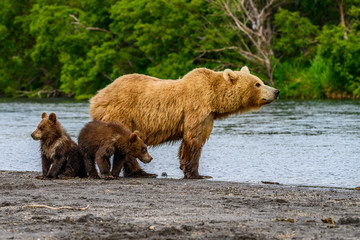 Ruling the landscape, brown bears of Kamchatka (Ursus arctos beringianus)