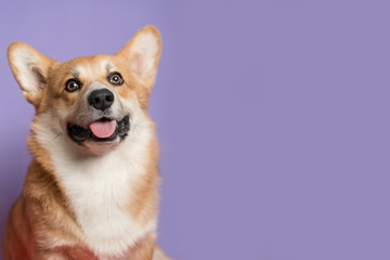 Portrait of a funny Corgi dog. Dog sits on a purple background and looks at the camera. His mouth is open and his tongue is out. Ears stick out. Copy space