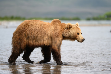 Ruling the landscape, brown bears of Kamchatka (Ursus arctos beringianus)