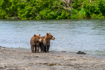 Ruling the landscape, brown bears of Kamchatka (Ursus arctos beringianus)