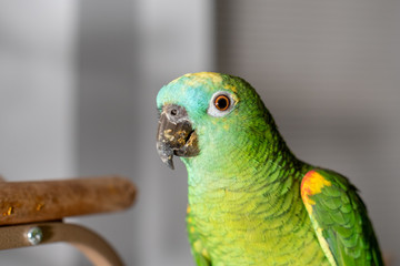 Blue Front Amazon Parrot