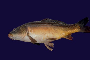 Freshwater carp fish lies on a blue background.