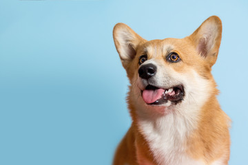 Portrait of a Corgi dog. Dog sits on a blue background and looks at the camera. His mouth is open and his tongue is out. Ears stick out. Copy space