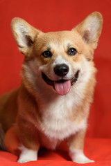 Portrait Corgi dog on a red background. His mouth is open and his tongue is out. Dog is thirsty