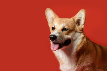 Portrait Corgi dog on a red background. His mouth is open and his tongue is out. Dog is thirsty. Copy space