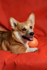 Portrait Corgi dog on a red background. His mouth is open and his tongue is out. Dog is thirsty. Copy space