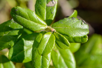 The awakening of nature in spring
