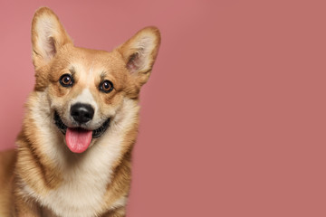 Portrait of a Corgi dog. Dog sits on a light pink background and looks at the camera. His mouth is open and his tongue is out. Ears stick out. Copy space