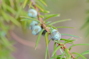 The awakening of nature in spring