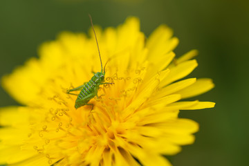 Young grasshopper on a yellow dandelion flower. Close-up.