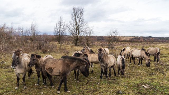 Konik 5