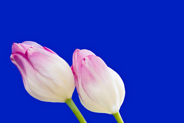 Two Pink and White Colored Tulips