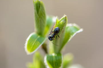 The awakening of nature in spring