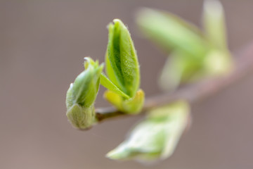 Obraz premium The awakening of nature in spring