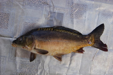 Fish. A large specular carp lies sideways on the film.